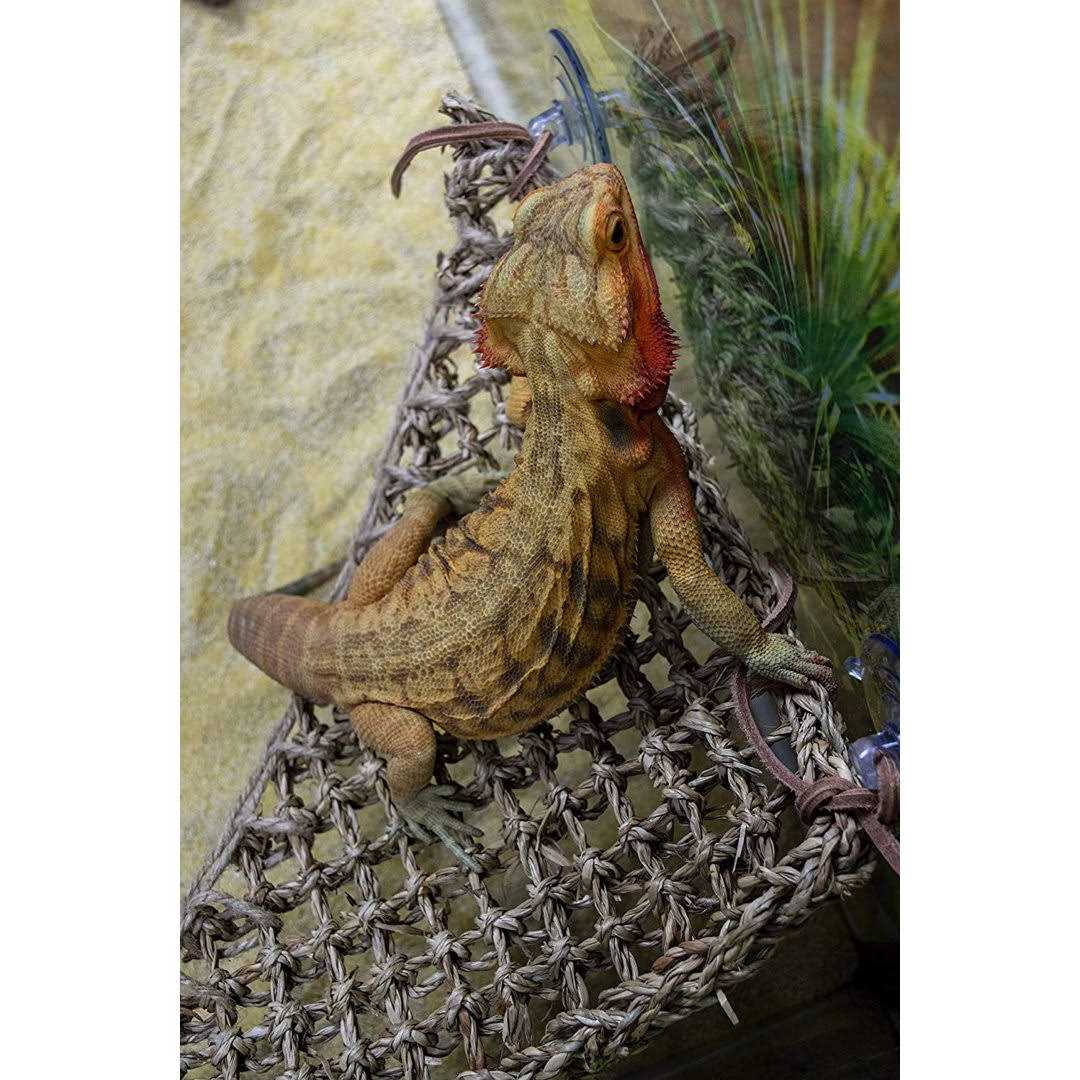 Lizard Lounger F805