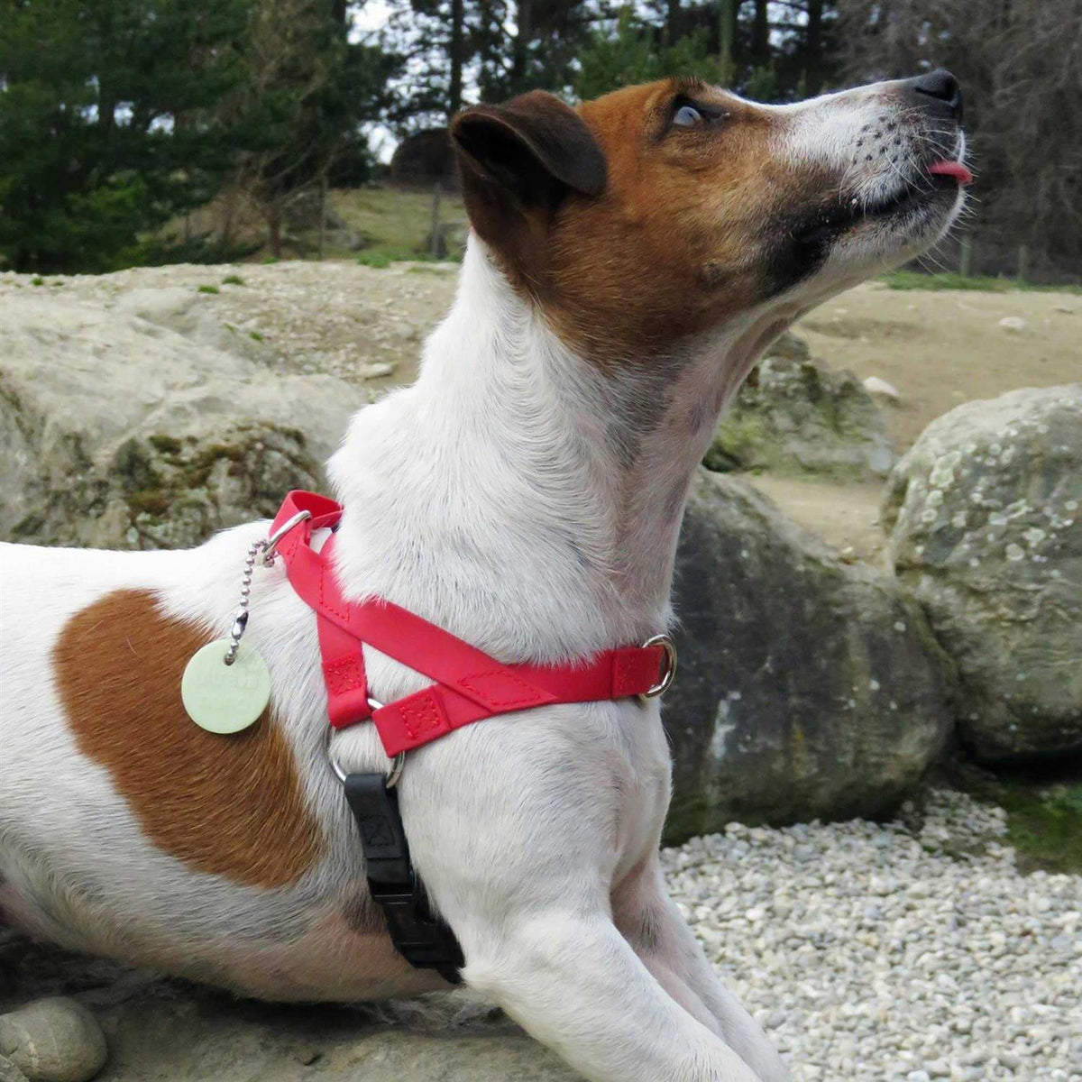Pet Harness D121
