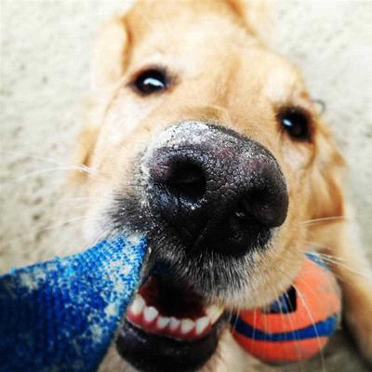Dog Tug Toy Y1211