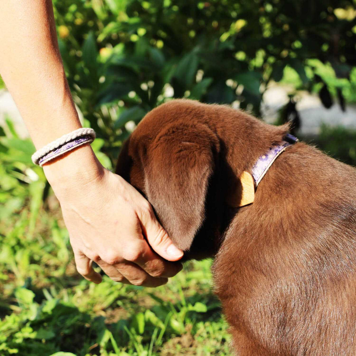 Heart Dog Collar D217731