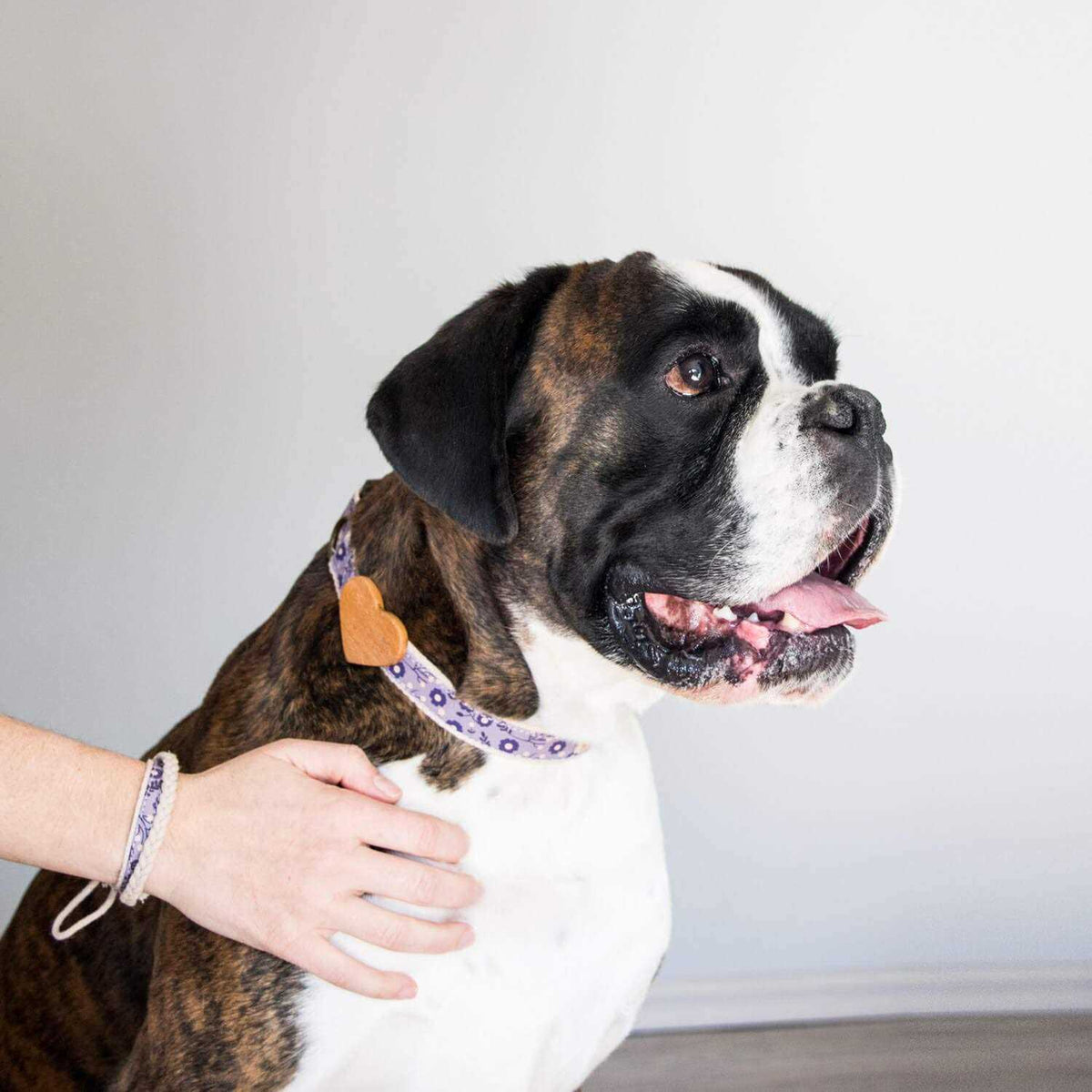 Heart Dog Collar D217731