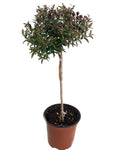 Myrtle Herb Plant 4.5" Pot M370701