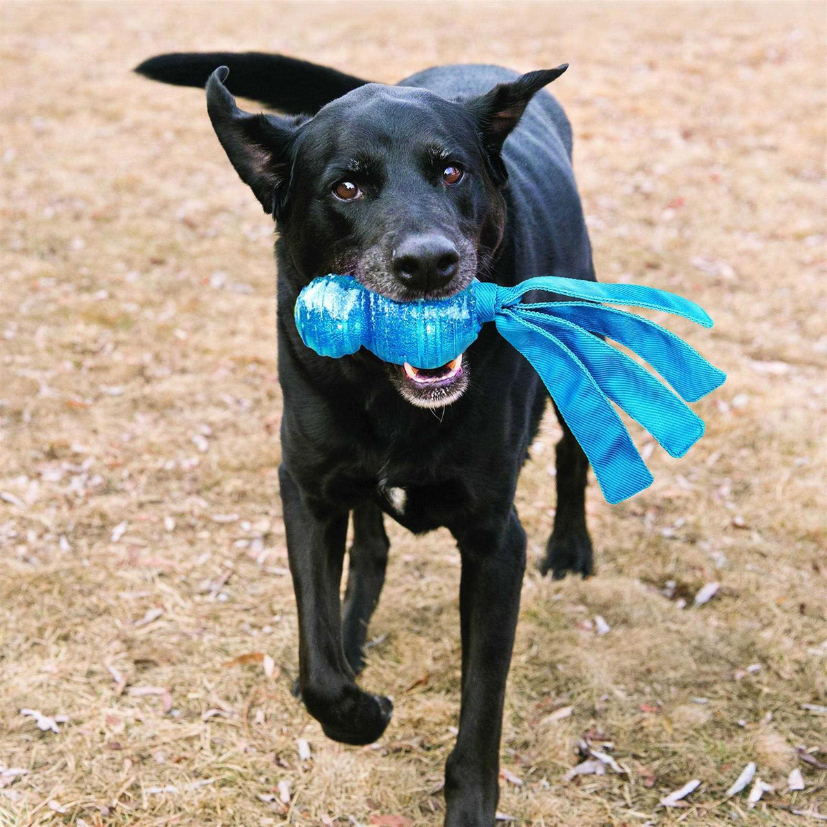 Dog Toy B247