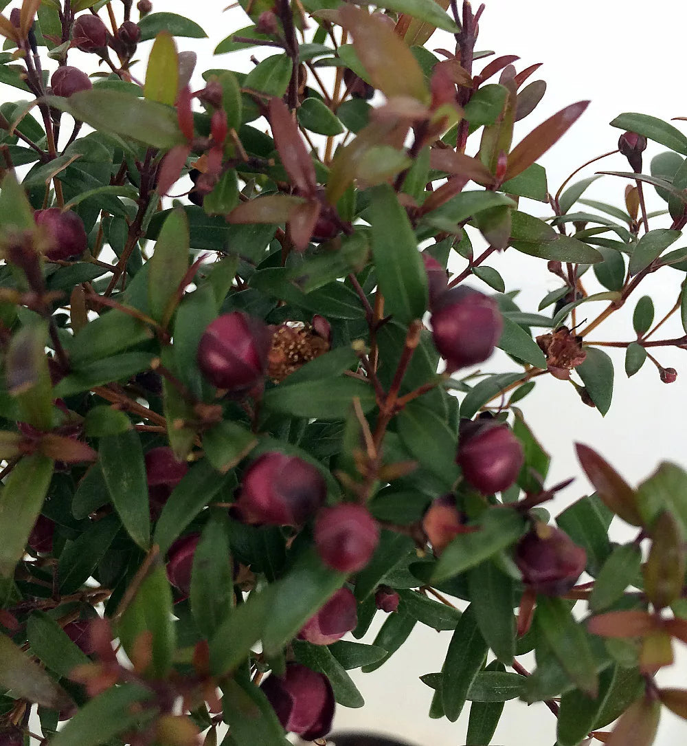 Myrtle Herb Plant 4.5" Pot M370701