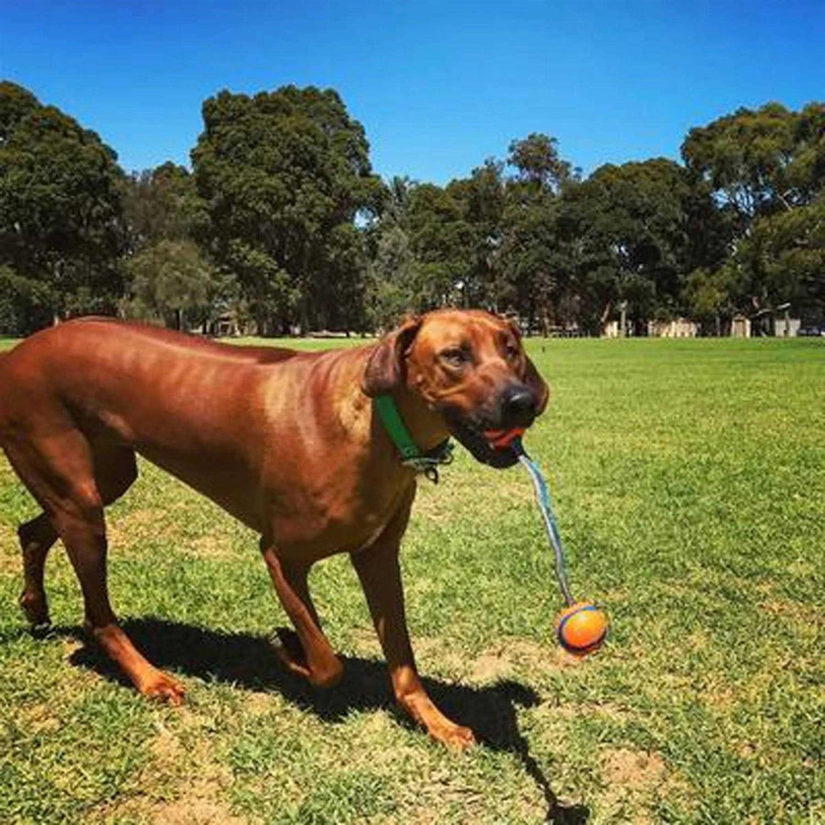 Dog Tug Toy Y1211