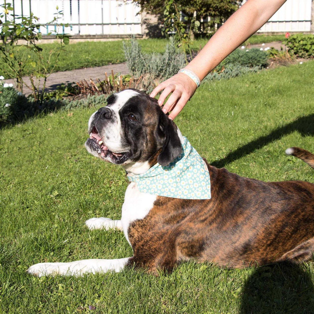 Matching Dog Collar, Bandana and Friendship Bracelet H147