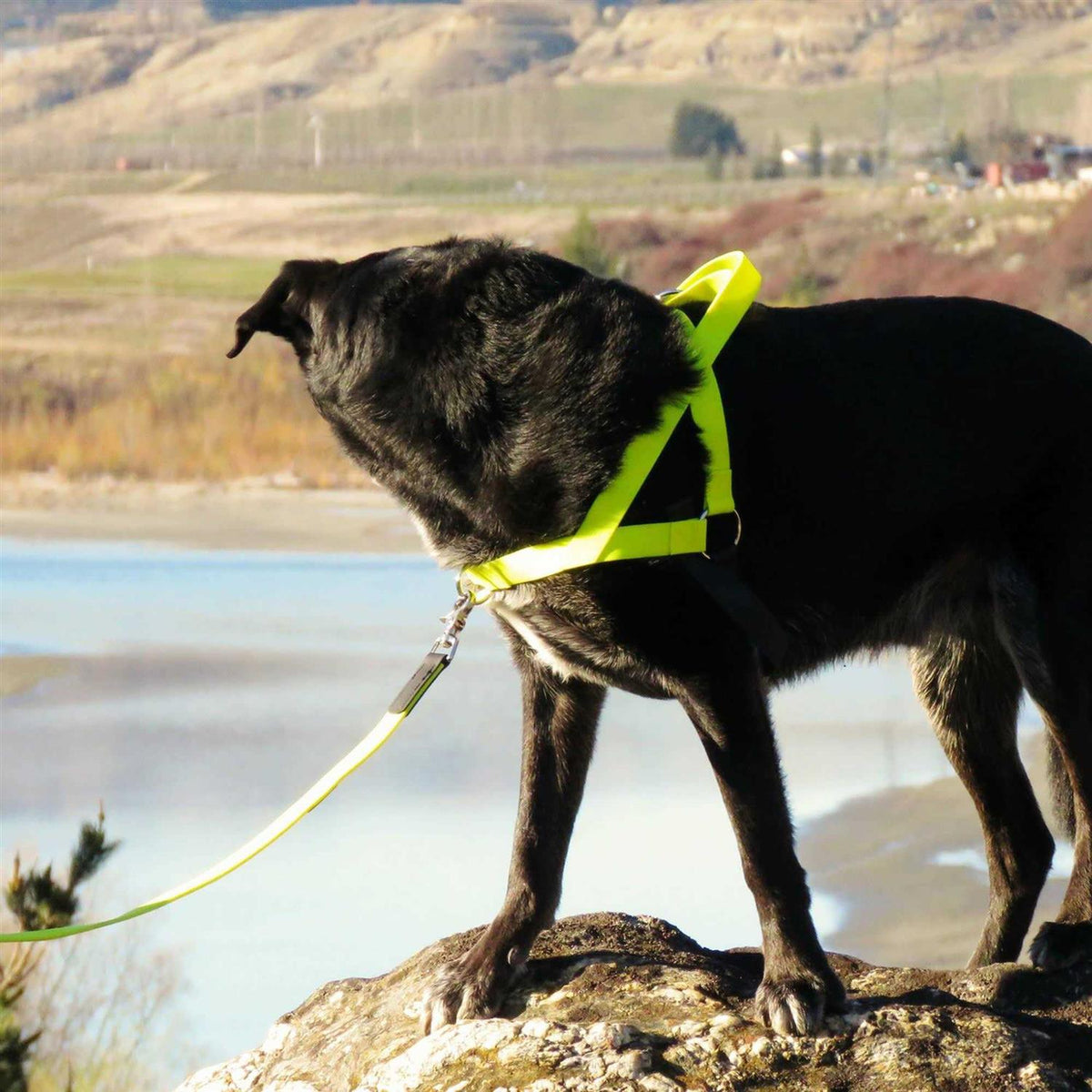 Pet Harness D121