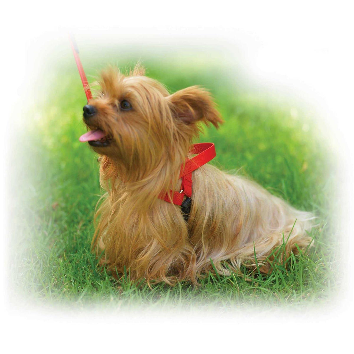 Pet Harness D121