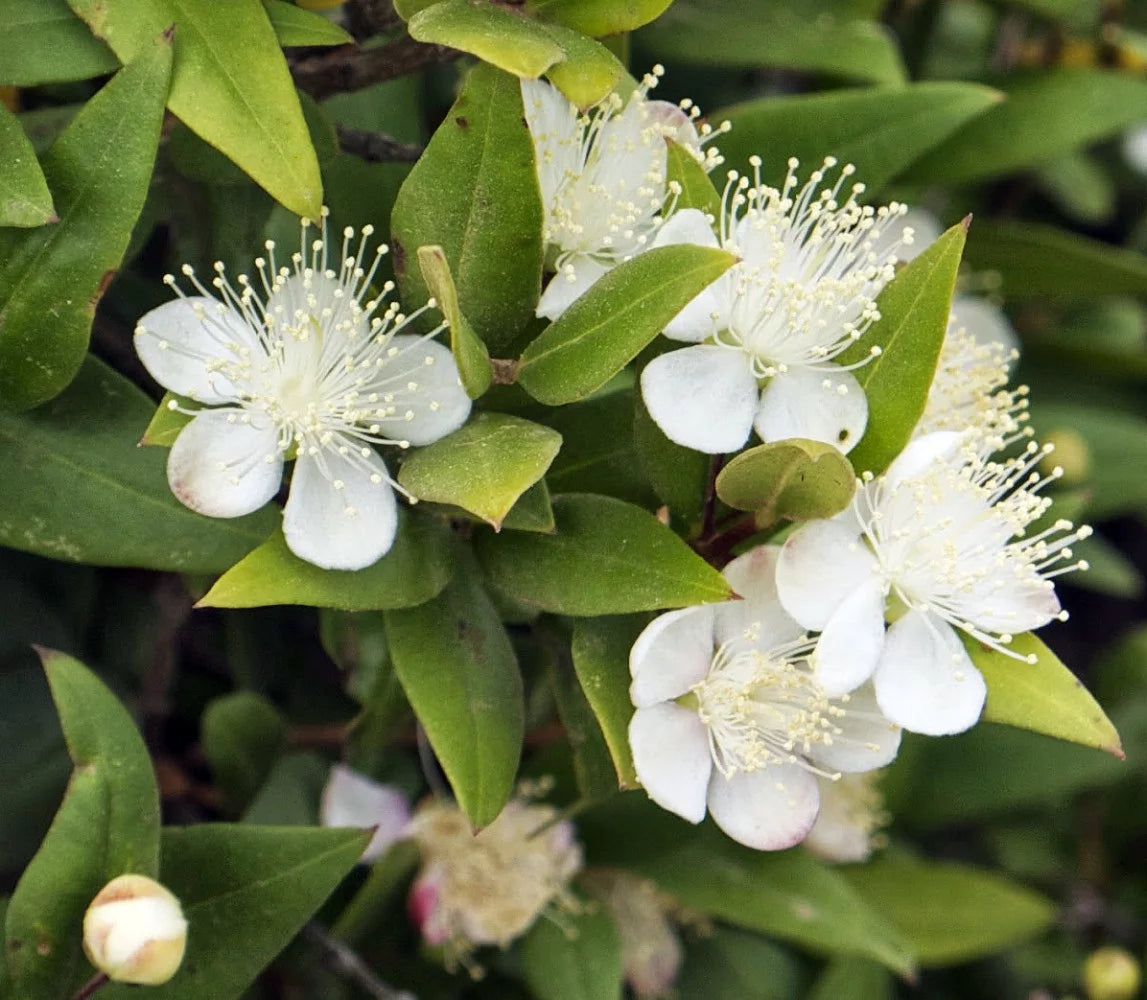 Myrtle Herb Plant 4.5" Pot M370701